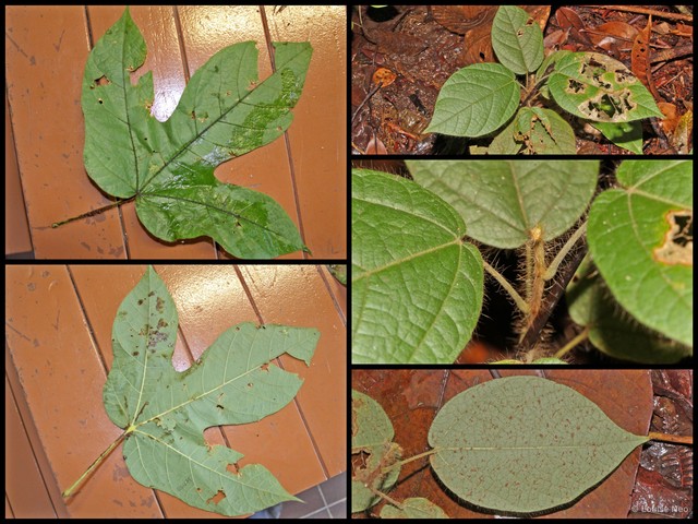 Sterculia macrophylla•&copy; Louise Neo•All Rights Reserved