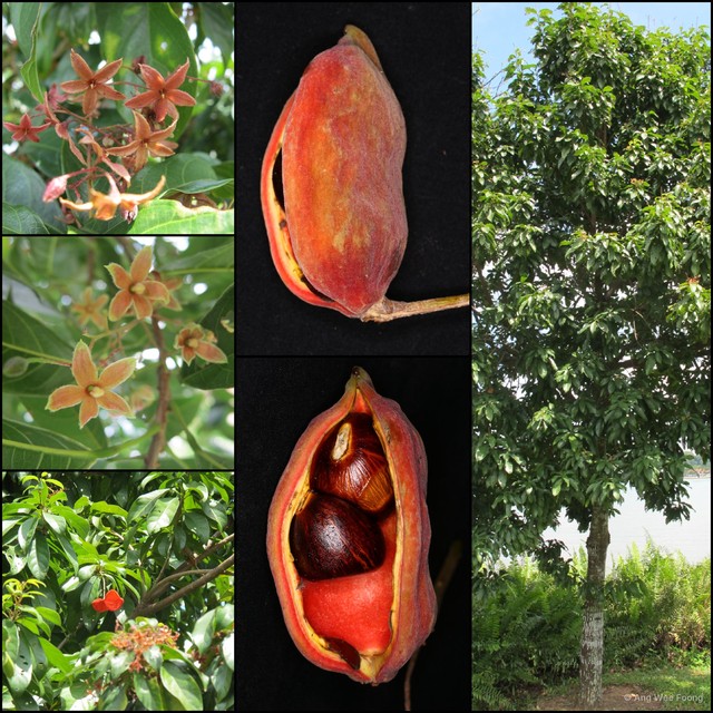 Sterculia monosperma•&copy; Ang Wee Foong•All Rights Reserved
