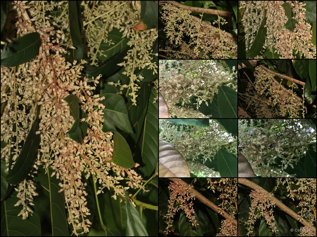 Sterculia oblongata•&copy; Cerlin Ng•All Rights Reserved