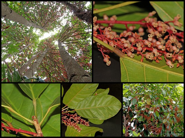 Sterculia parviflora•&copy; Louise Neo•All Rights Reserved