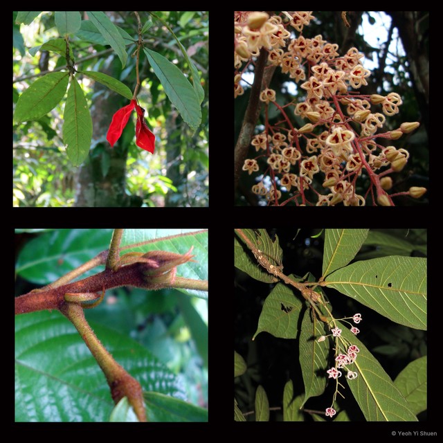 Sterculia rubiginosa•&copy; Yeoh Yi Shuen•All Rights Reserved
