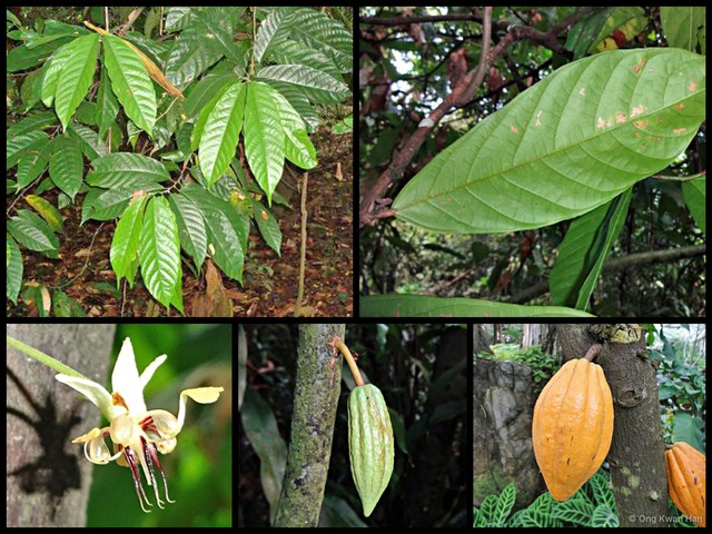 Theobroma cacao•&copy; Ong Kwan Han•All Rights Reserved