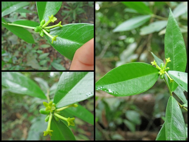 Wikstroemia ridleyi•&copy; Yeoh Yi Shuen•All Rights Reserved