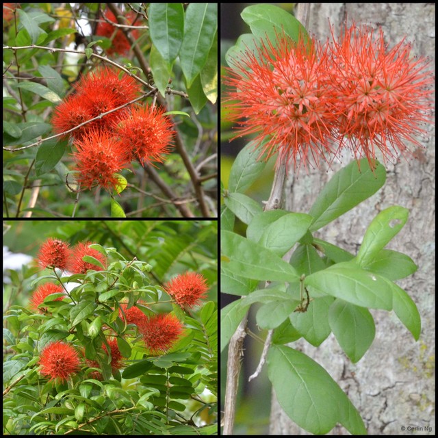 Combretum constrictum•&copy; Cerlin Ng•All Rights Reserved