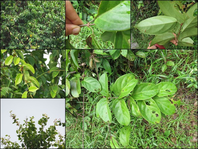 Combretum sundaicum•&copy; Yeoh Yi Shuen•All Rights Reserved