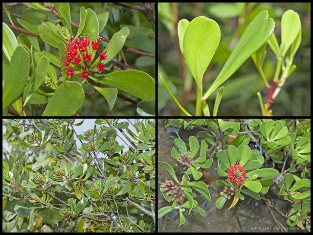 Lumnitzera littorea•&copy; Ria Tan•All Rights Reserved