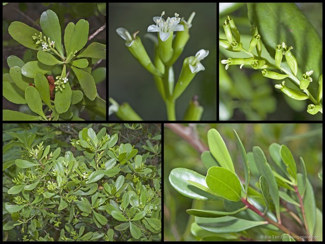 Lumnitzera racemosa•&copy; Ria Tan•All Rights Reserved