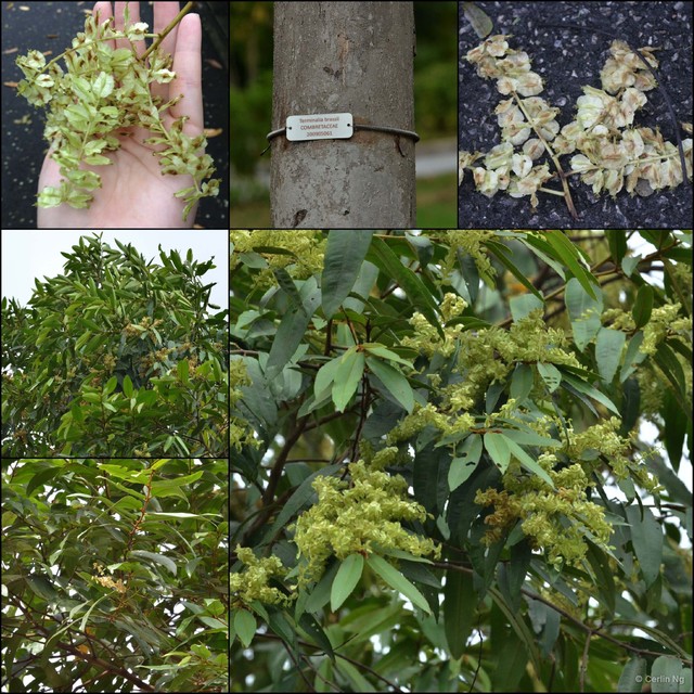 Terminalia brassii•&copy; Cerlin Ng•All Rights Reserved