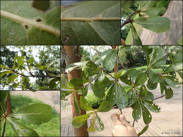 Terminalia buceras•&copy; Yeoh Yi Shuen•All Rights Reserved
