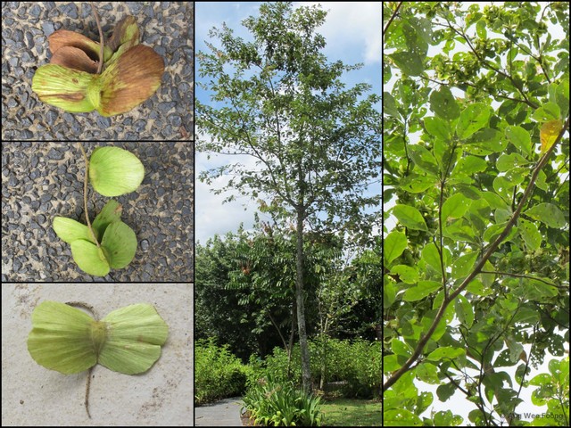 Terminalia calamansanai•&copy; Ang Wee Foong•All Rights Reserved