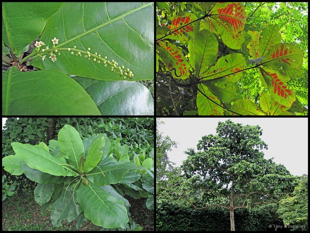 Terminalia catappa•&copy; Tony O'Dempsey•All Rights Reserved
