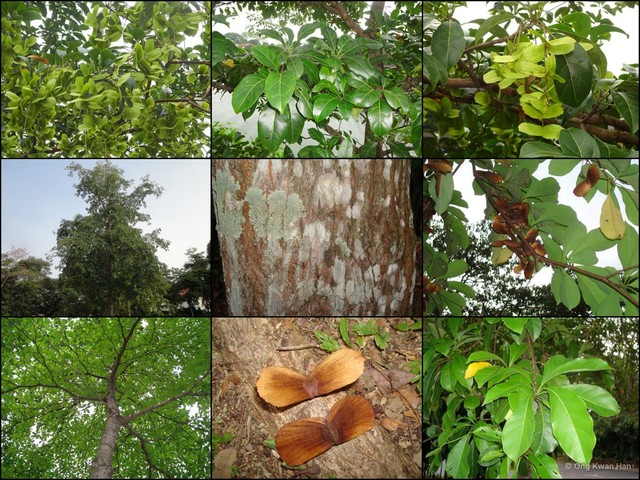 Terminalia ivorensis•&copy; Ong Kwan Han•All Rights Reserved