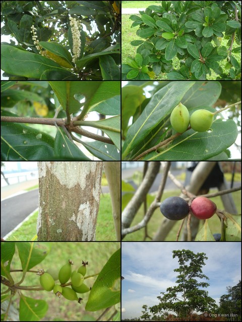 Terminalia muelleri•&copy; Ong Kwan Han•All Rights Reserved