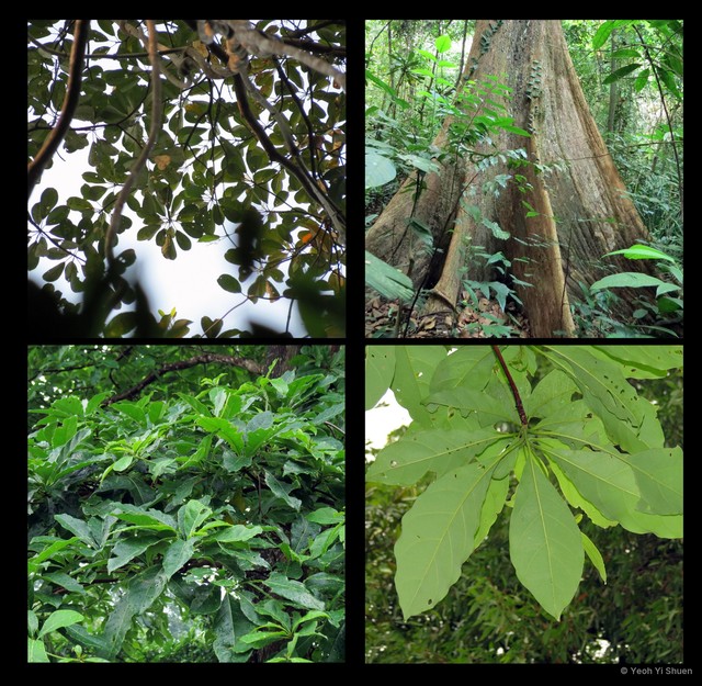 Terminalia subspathulata•&copy; Yeoh Yi Shuen•All Rights Reserved