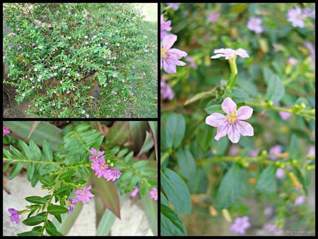 Cuphea hyssopifolia•&copy; Ong Kwan Han•All Rights Reserved