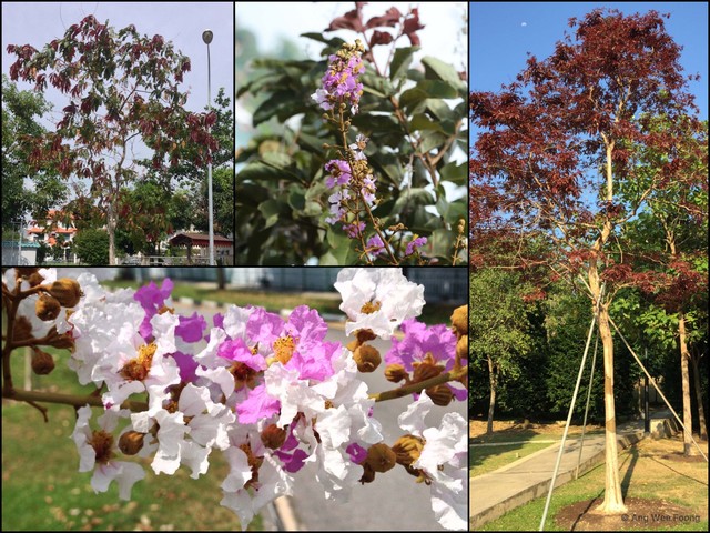 Lagerstroemia floribunda•&copy; Ang Wee Foong•All Rights Reserved