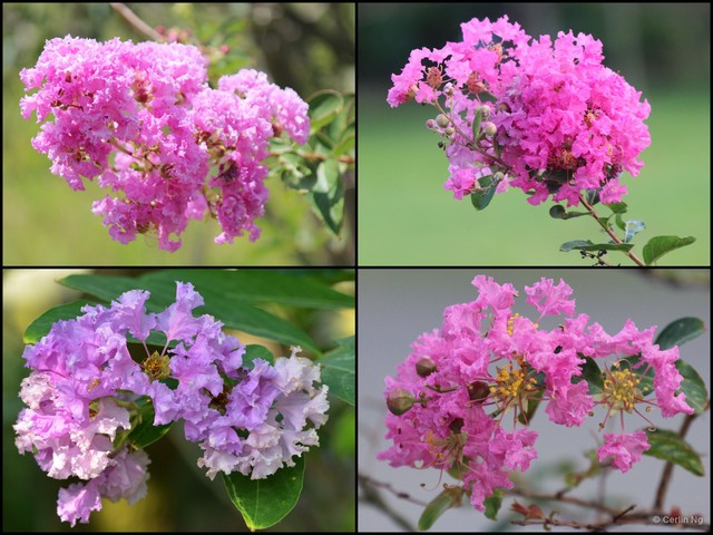 Lagerstroemia indica•&copy; Cerlin Ng•All Rights Reserved