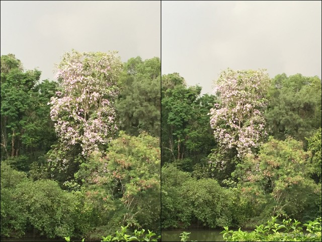 Lagerstroemia loudonii•&copy; Ang Wee Foong•All Rights Reserved