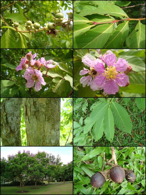 Lagerstroemia speciosa•&copy; Ong Kwan Han•All Rights Reserved