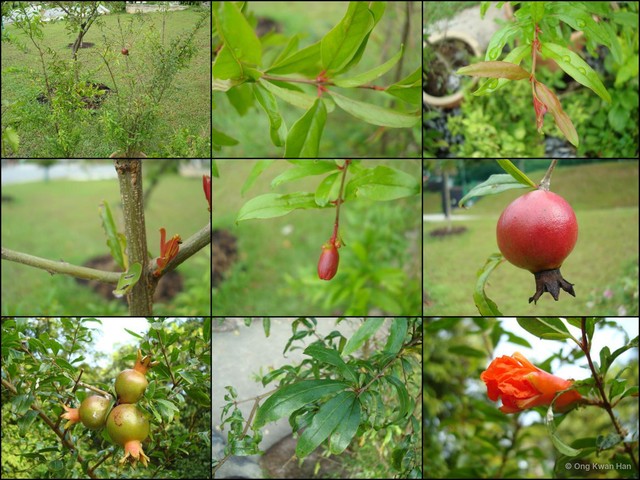 Punica granatum•&copy; Ong Kwan Han•All Rights Reserved