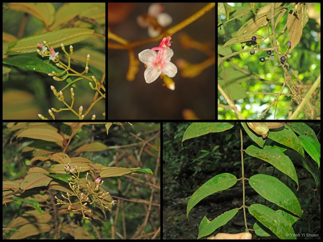 Dissochaeta monticola•&copy; Yeoh Yi Shuen•All Rights Reserved