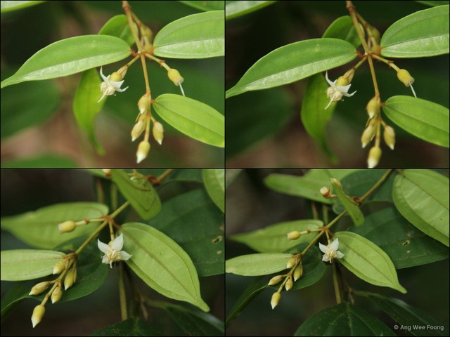 Dissochaeta viminalis•&copy; Ang Wee Foong•All Rights Reserved