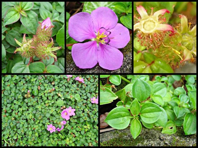 Heterotis rotundifolia•&copy; Ong Kwan Han•All Rights Reserved