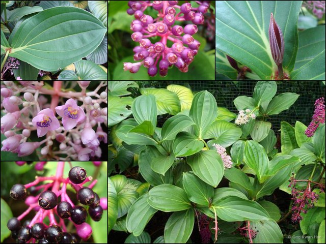 Medinilla cumingii•&copy; Ong Kwan Han•All Rights Reserved