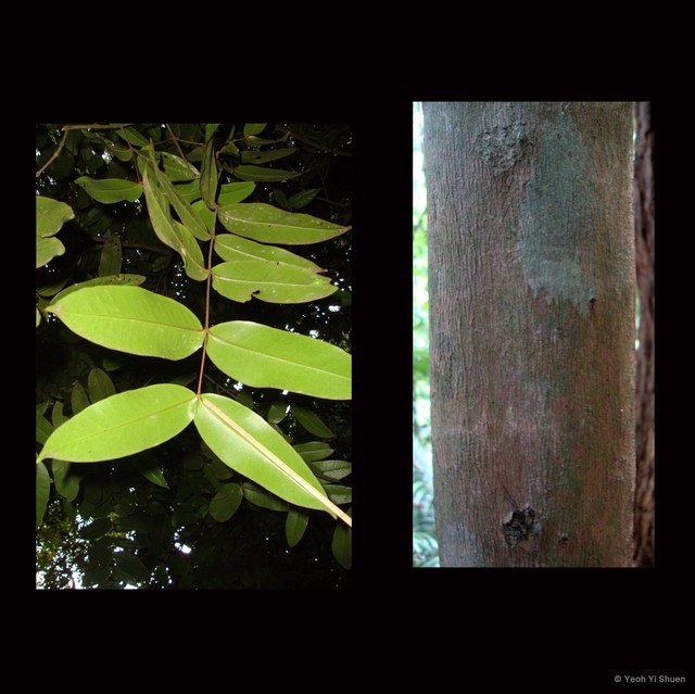 Memecylon amplexicaule•&copy; Yeoh Yi Shuen•All Rights Reserved