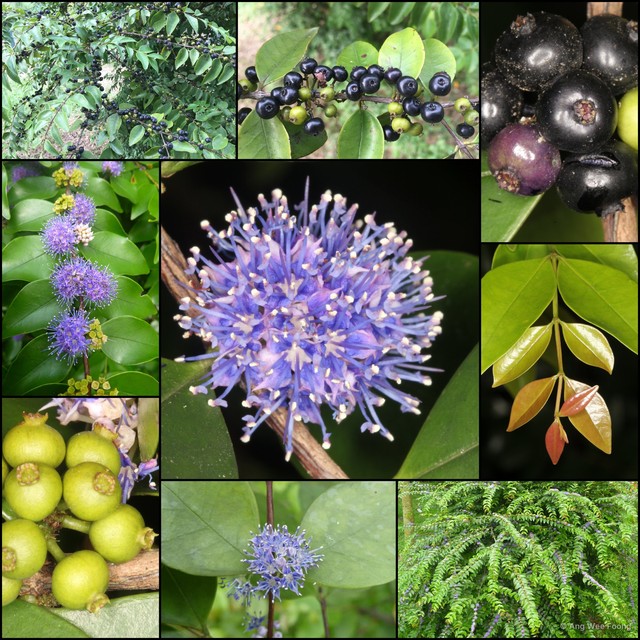 Memecylon pauciflorum•&copy; Ang Wee Foong•All Rights Reserved