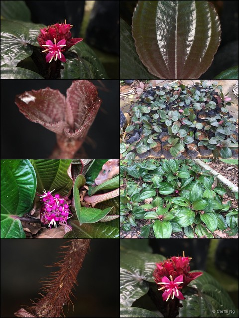 Phyllagathis rotundifolia•&copy; Cerlin Ng•All Rights Reserved