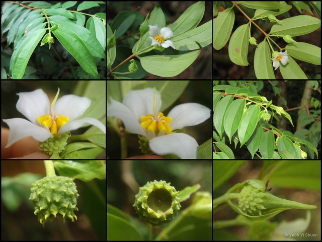 Pternandra echinata•&copy; Yeoh Yi Shuen•All Rights Reserved