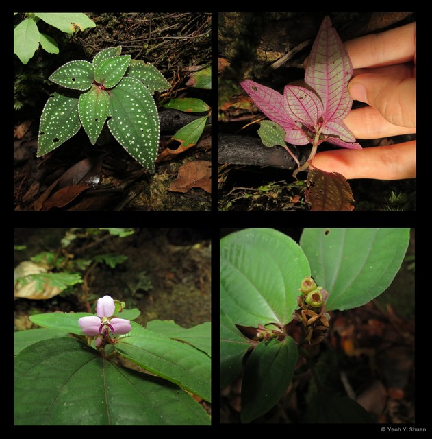 Sonerila obliqua•&copy; Yeoh Yi Shuen•All Rights Reserved