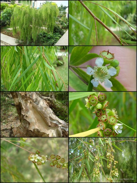 Aggreflorum brachyandrum•&copy; Ong Kwan Han•All Rights Reserved