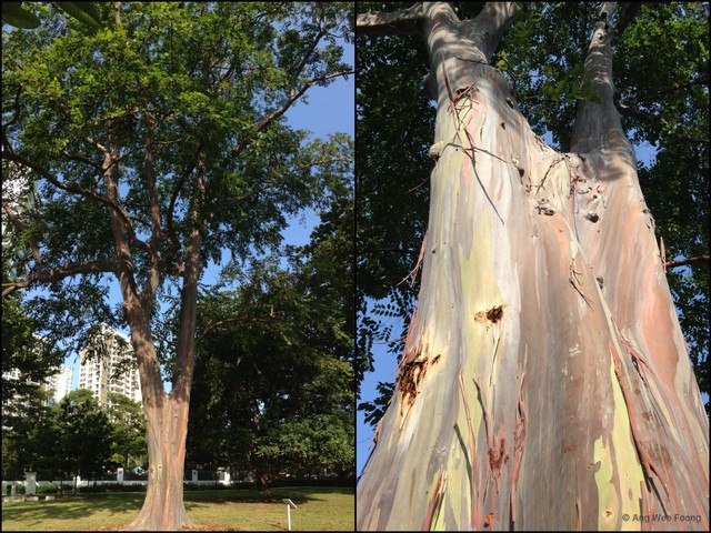 Eucalyptus (Symphyomyrtus) deglupta•&copy; Ang Wee Foong•All Rights Reserved