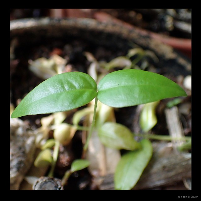 Eugenia (Eugenia) uniflora•&copy; Yeoh Yi Shuen•All Rights Reserved