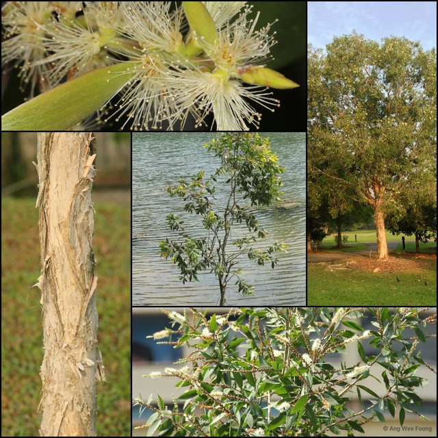 Melaleuca cajuputi•&copy; Ang Wee Foong•All Rights Reserved