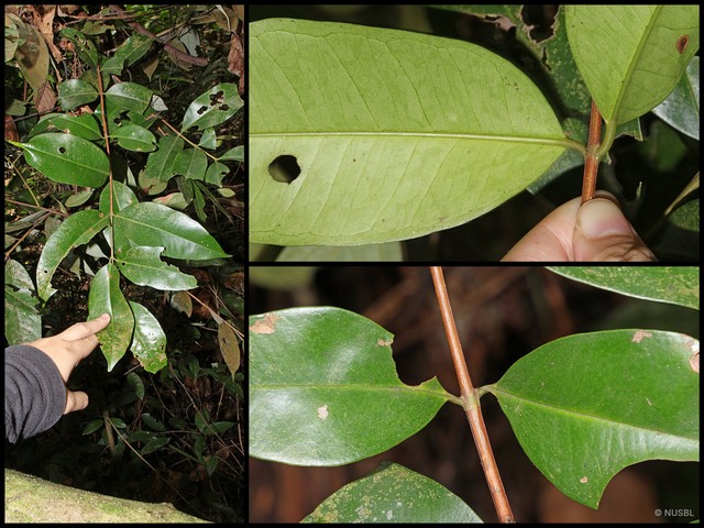 Syzygium acuminatissimum•&copy; NUSBL•All Rights Reserved