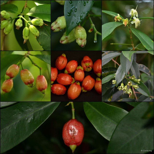 Syzygium alliiligneum•&copy; Cerlin Ng•All Rights Reserved