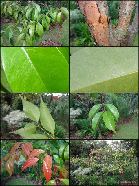 Syzygium antisepticum•&copy; Ong Kwan Han•All Rights Reserved