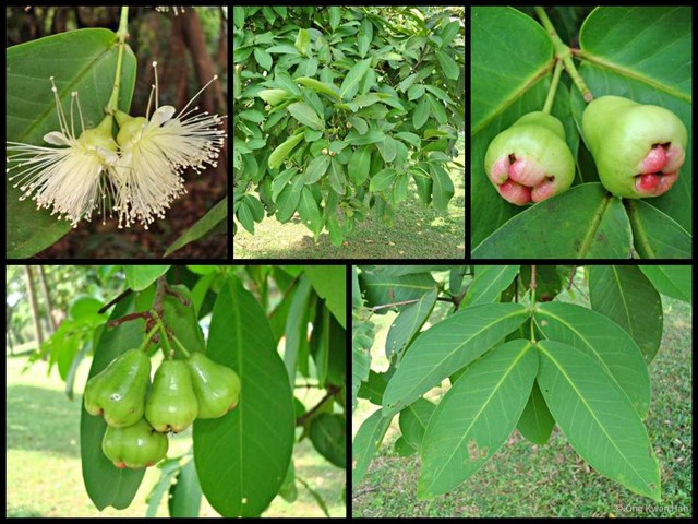 Syzygium aqueum•&copy; Ong Kwan Han•All Rights Reserved