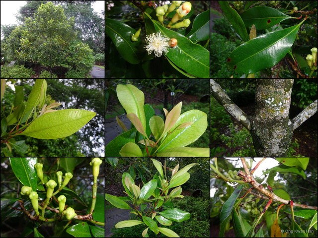 Syzygium aromaticum•&copy; Ong Kwan Han•All Rights Reserved
