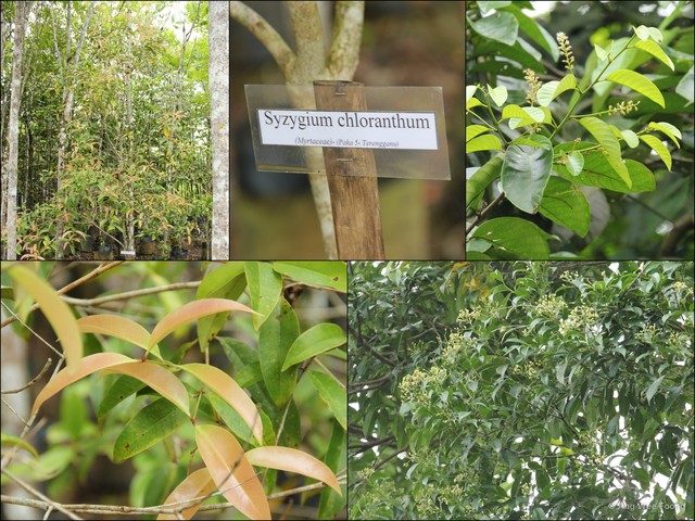 Syzygium chloranthum•&copy; Ang Wee Foong•All Rights Reserved
