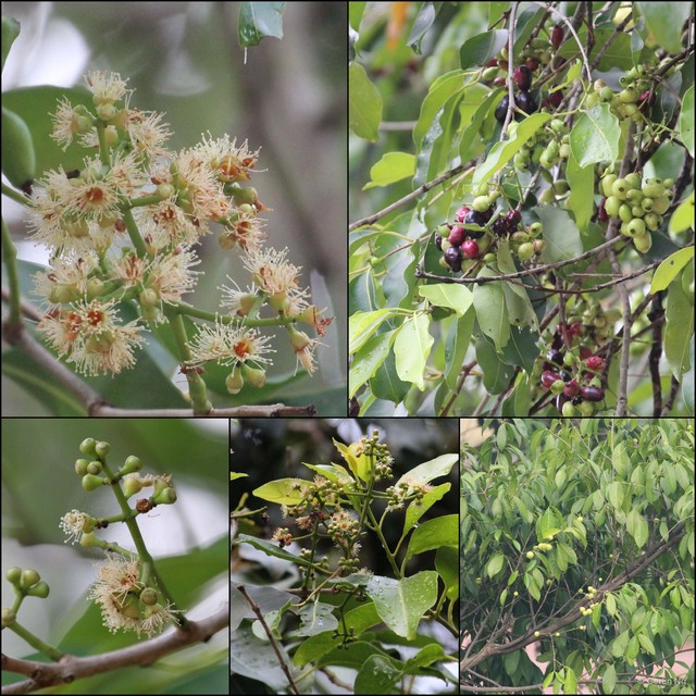 Syzygium cumini•&copy; Cerlin Ng•All Rights Reserved