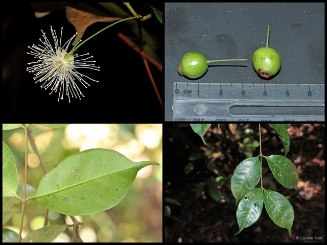 Syzygium filiforme var. filiforme•&copy; Louise Neo•All Rights Reserved