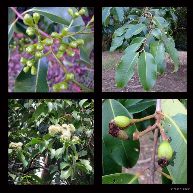 Syzygium grande•&copy; Yeoh Yi Shuen•All Rights Reserved