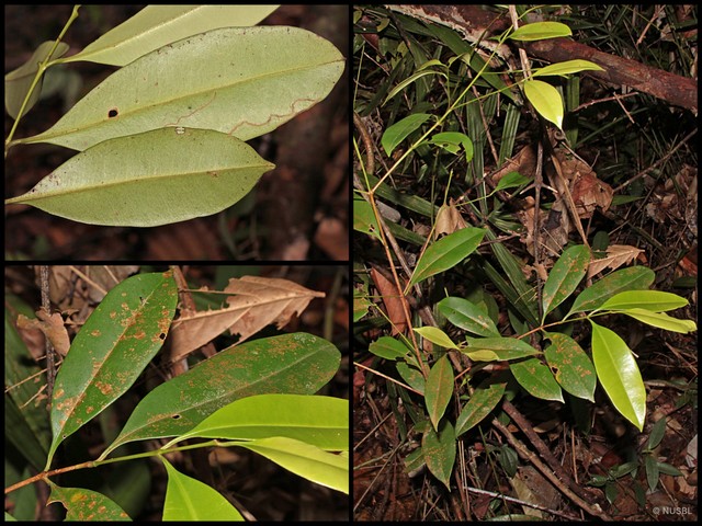 Syzygium incarnatum•&copy; NUSBL•All Rights Reserved