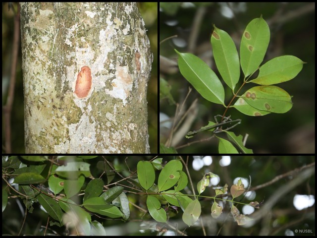 Syzygium inophyllum•&copy; NUSBL•All Rights Reserved
