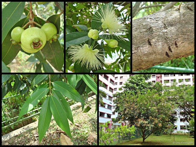 Syzygium jambos•&copy; Ong Kwan Han•All Rights Reserved