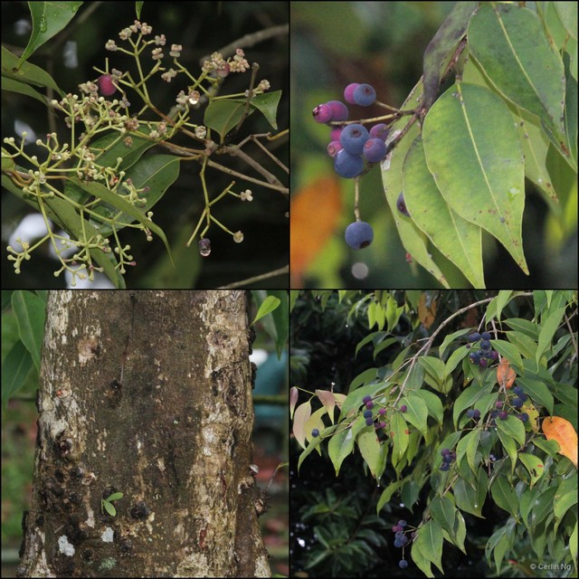 Syzygium leucoxylon•&copy; Cerlin Ng•All Rights Reserved